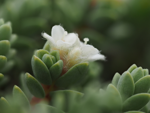 Pimelea carnosa (Pimelea carnosa)