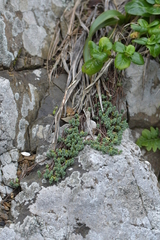 Pimelea carnosa (Pimelea carnosa)
