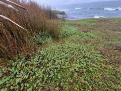 Pimelea carnosa (Pimelea carnosa)