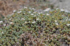 Pimelea carnosa (Pimelea carnosa)