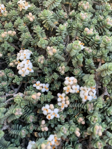 Pimelea carnosa (Pimelea carnosa)