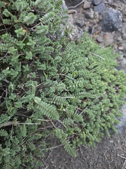 Pimelea carnosa (Pimelea carnosa)