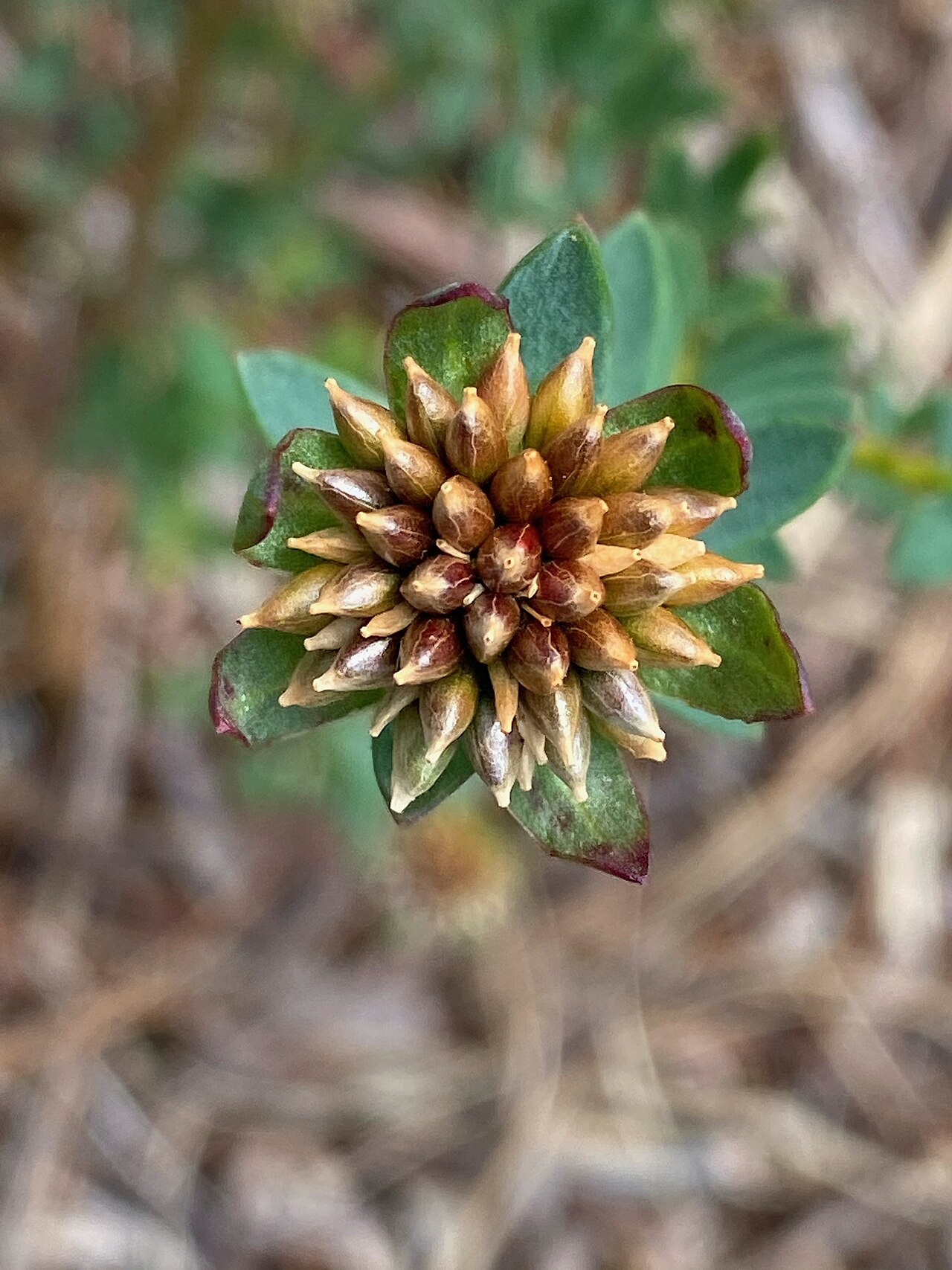 Pimelea ciliata: Pimelea ciliata cultivated plant growing in Thirlmere