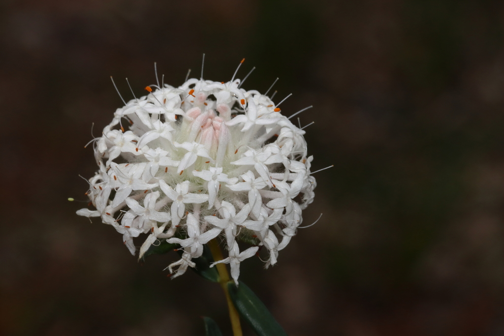 Pimelea ciliata (Pimelea ciliata)