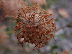 Pimelea ciliata (Pimelea ciliata)
