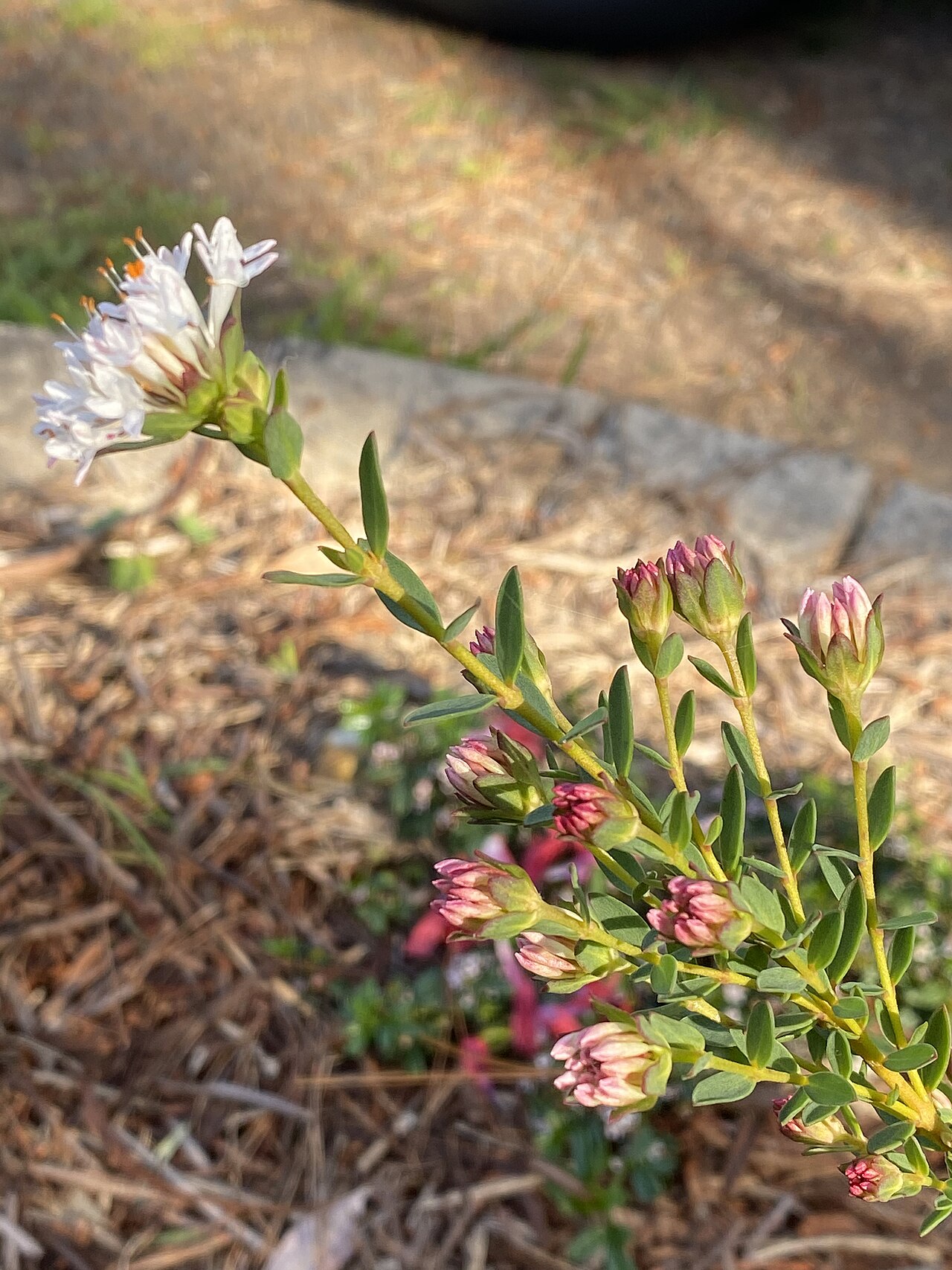 Pimelea ciliata: Pimelea ciliata cultivated plant growing in Thirlmere
