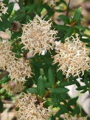 Pimelea ciliata (Pimelea ciliata)