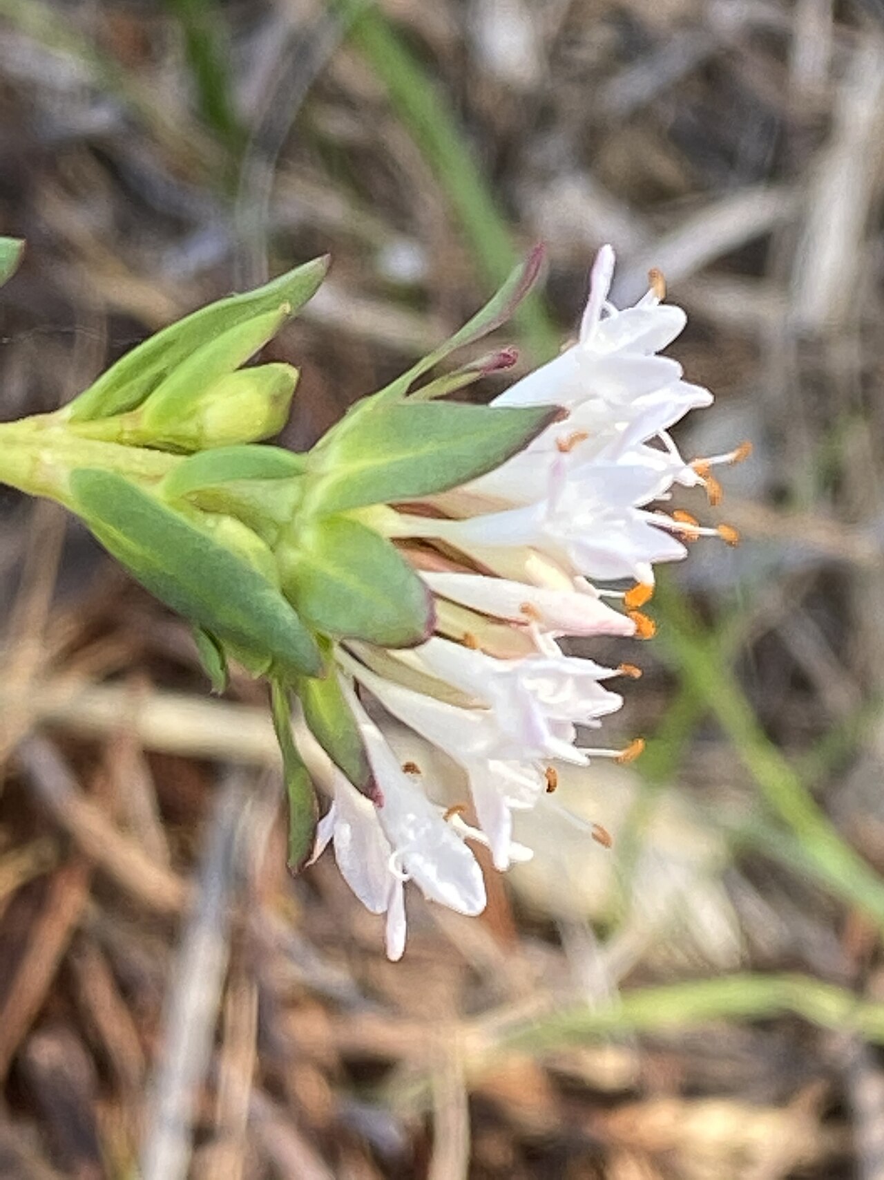 Pimelea ciliata: Pimelea ciliata cultivated plant growing in Thirlmere