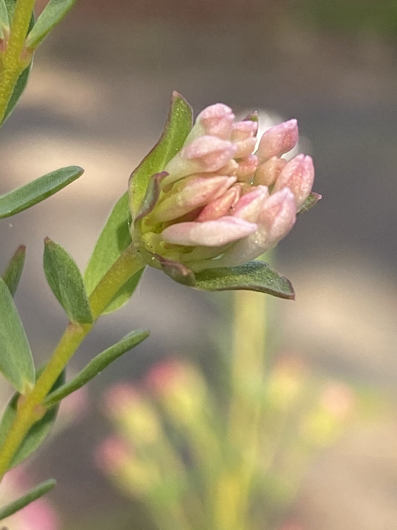 Pimelea ciliata: Pimelea ciliata cultivated plant growing in Thirlmere