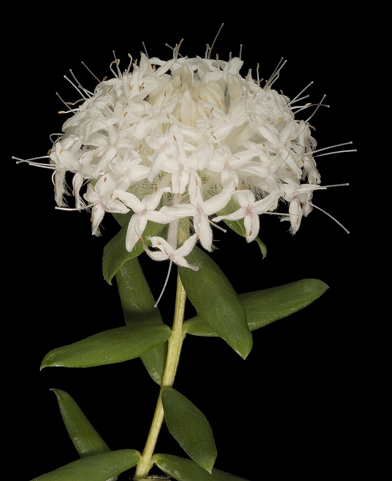 Pimelea ciliata: KRT3683