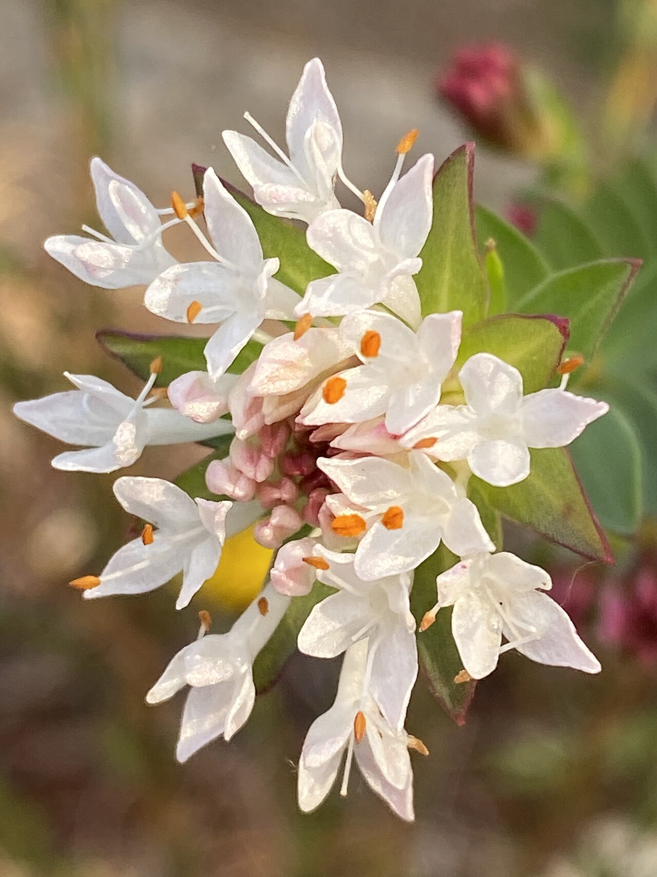 Pimelea ciliata: Pimelea ciliata cultivated plant growing in Thirlmere