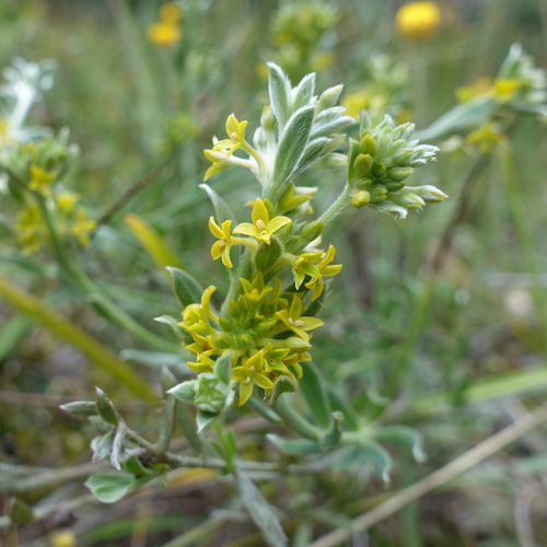 Pimelea curviflora (Pimelea curviflora)