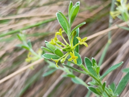 Pimelea curviflora (Pimelea curviflora)