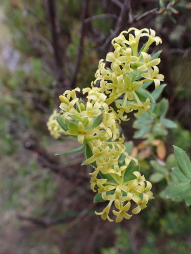 Pimelea curviflora (Pimelea curviflora)