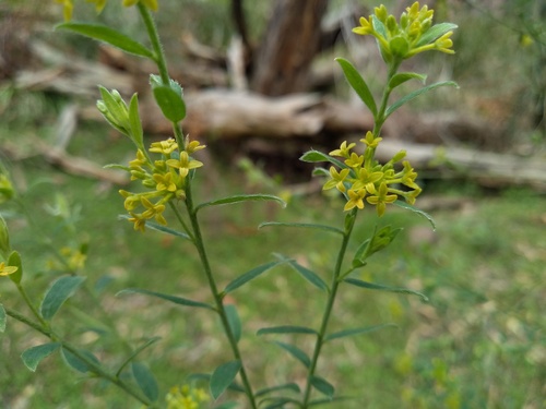 Pimelea curviflora (Pimelea curviflora)
