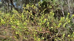 Pimelea flava (Pimelea flava)