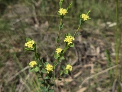 Pimelea flava (Pimelea flava)
