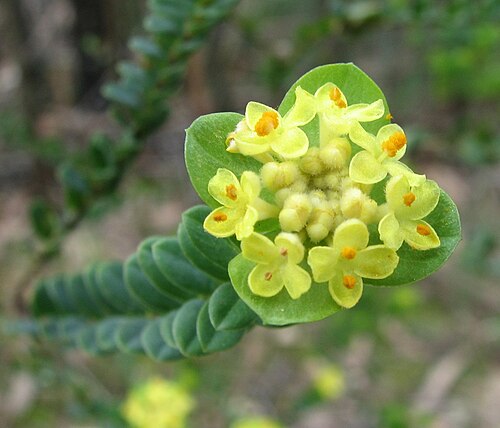 Pimelea flava: Pimelea flava subsp. flava Belgrave South, Victoria, Australia