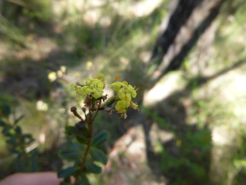 Pimelea flava (Pimelea flava)