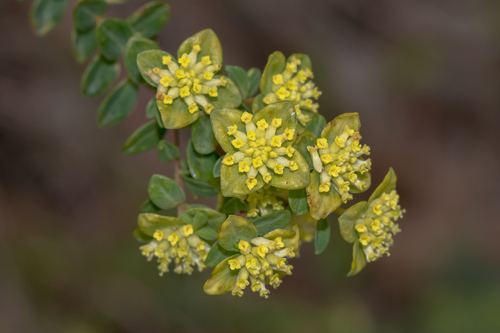 Pimelea flava (Pimelea flava)