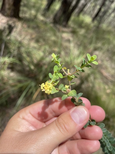 Pimelea flava (Pimelea flava)