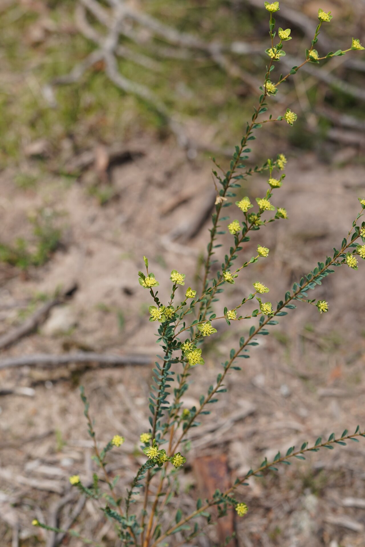 Pimelea flava: Pimelea flava subsp. flava