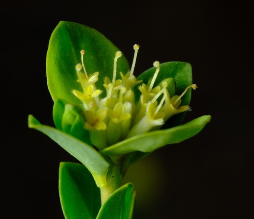 Pimelea flava (Pimelea flava)