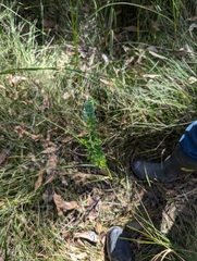 Pimelea flava (Pimelea flava)