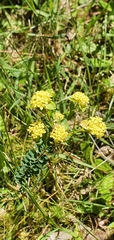 Pimelea flava (Pimelea flava)