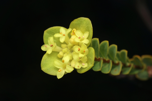 Pimelea flava (Pimelea flava)