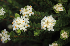 Pimelea flava (Pimelea flava)
