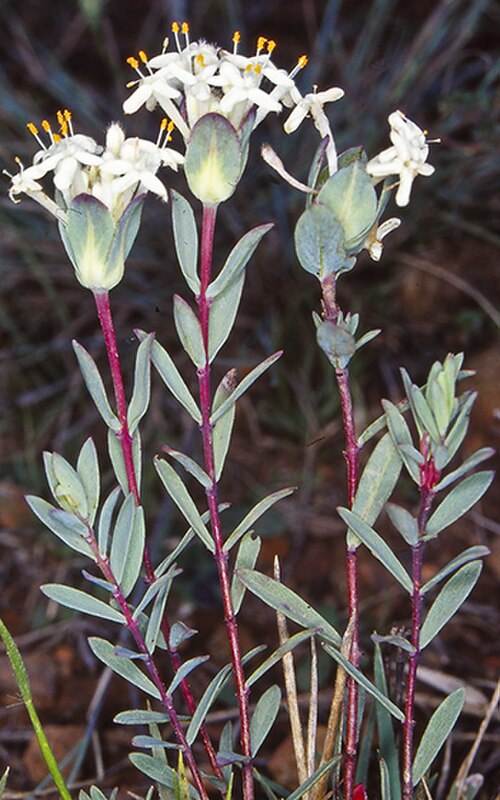 Pimelea glauca: Pimelea glauca flowers near Tuross Road, opposite the Wadbilliga Track