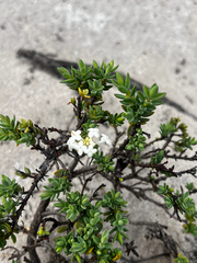 Pimelea glauca (Pimelea glauca)