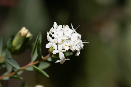 Pimelea glauca (Pimelea glauca)