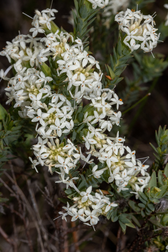 Pimelea glauca (Pimelea glauca)