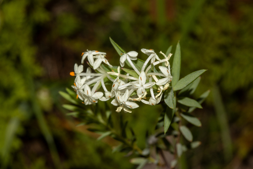 Pimelea glauca (Pimelea glauca)