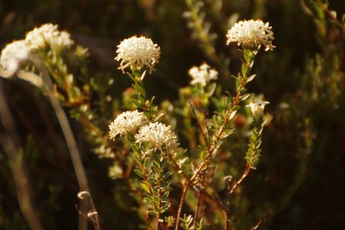 Pimelea glauca (Pimelea glauca)