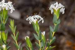 Pimelea glauca (Pimelea glauca)