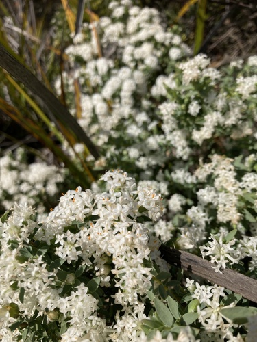 Pimelea glauca (Pimelea glauca)