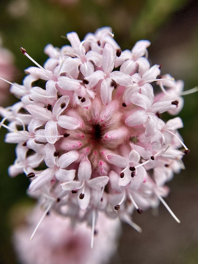 Pimelea imbricata (Pimelea imbricata)