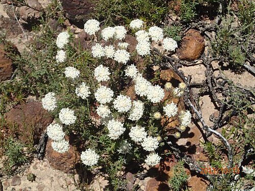 Pimelea imbricata: Pimelea imbricata