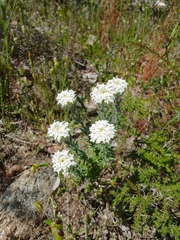 Pimelea imbricata (Pimelea imbricata)