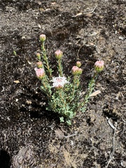 Pimelea imbricata (Pimelea imbricata)