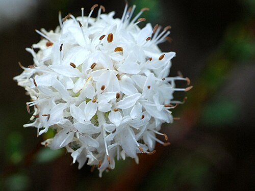 Pimelea imbricata: Pimelea imbrecata var. major