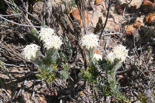 Pimelea imbricata (Pimelea imbricata)