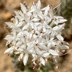 Pimelea imbricata (Pimelea imbricata)