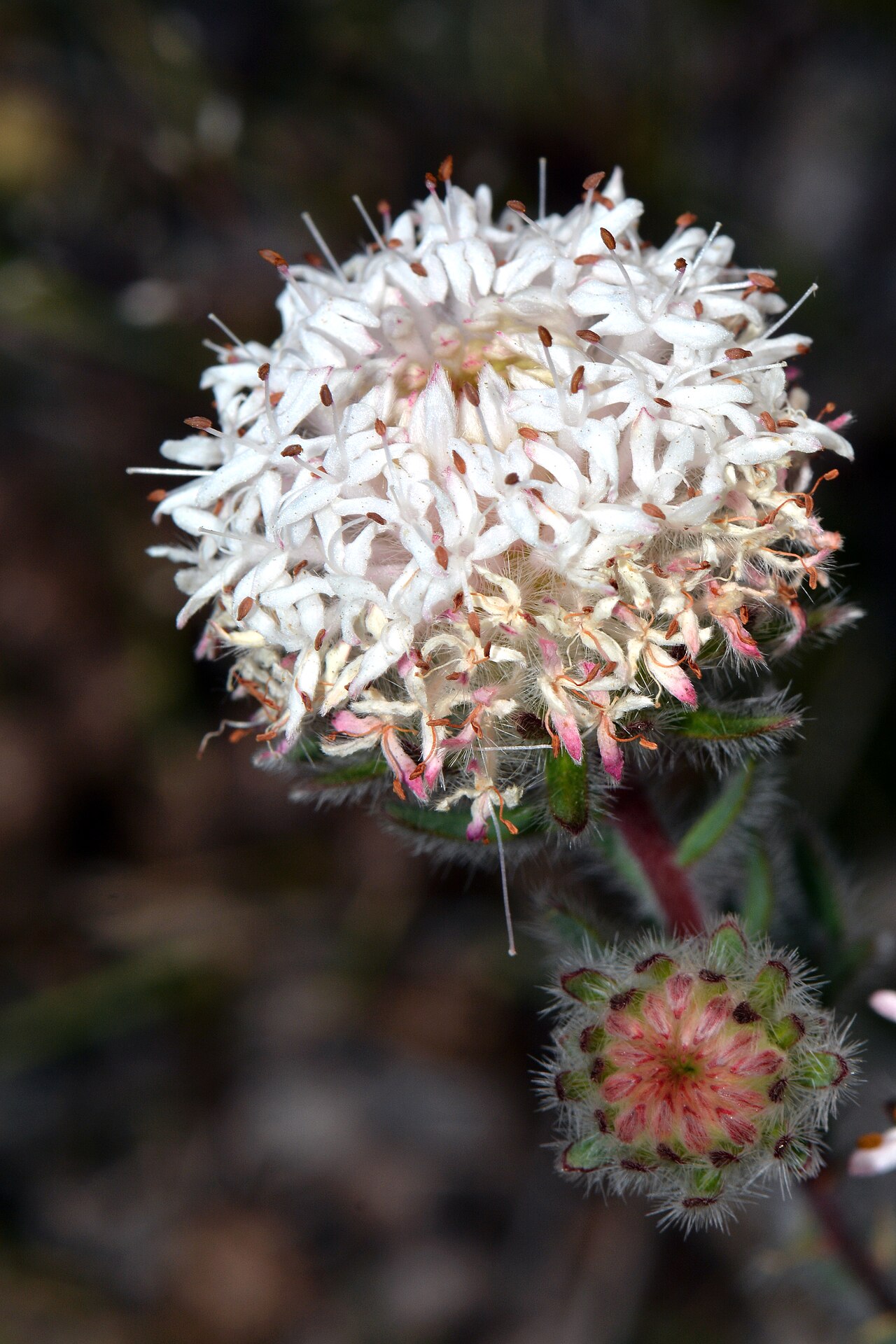 Pimelea imbricata: These pretty flowers grow into an erect shrub, 0.1-1 m high with flowers white-cream/pink in Aug to Dec or Jan to Mar. They grow in a variety of soil types and