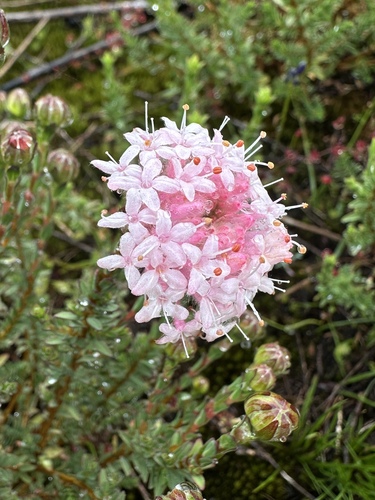 Pimelea imbricata (Pimelea imbricata)