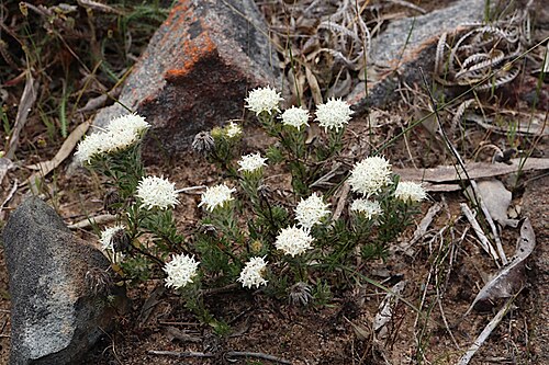 Pimelea imbricata: Pimelea imbricata var. piligera in Kalamunda National Park, near Torwood Drive, Gooseberry Hill, Western Australia