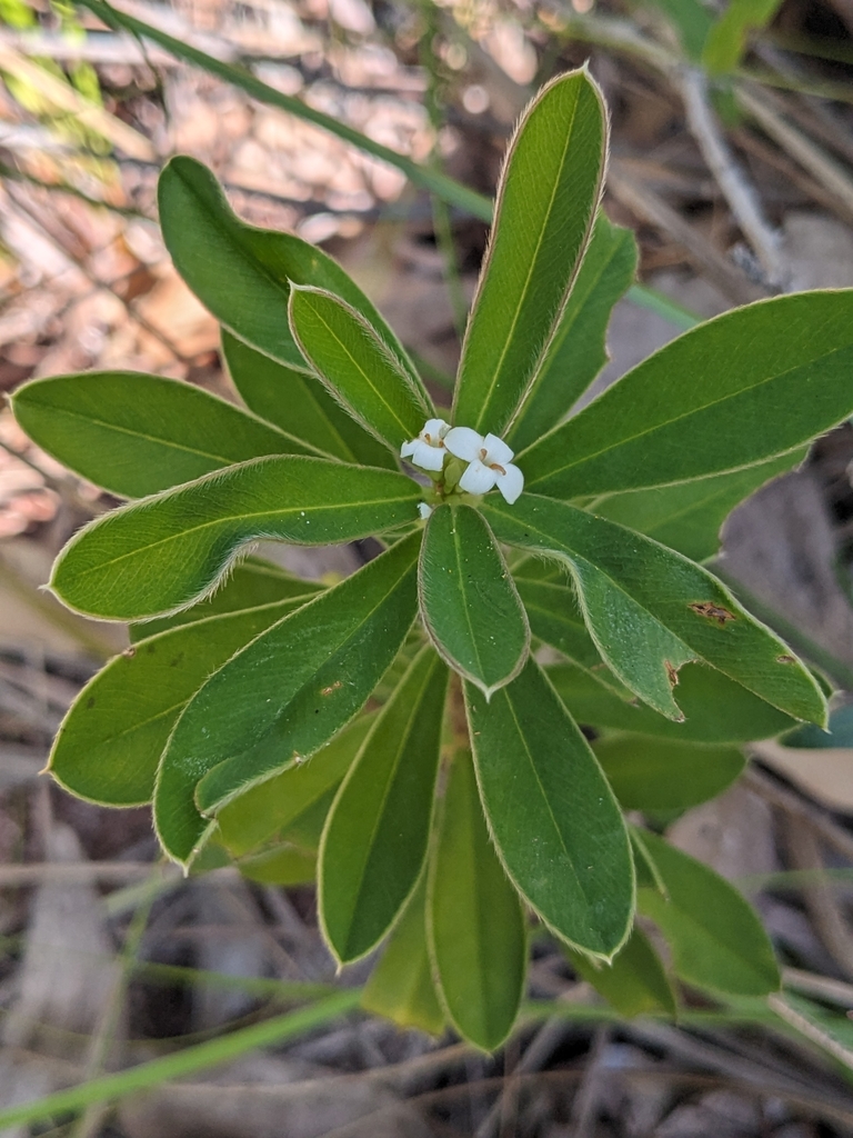 Pimelea latifolia (Pimelea latifolia)